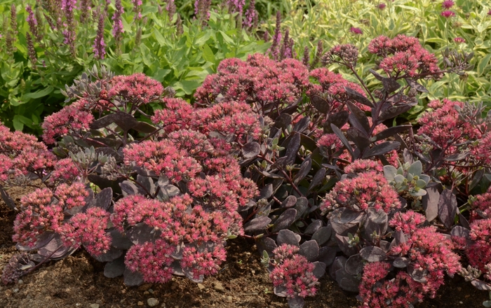 Sunsparkler Plum Dazzled - Sedum hybrid from All Seasons Nursery Sunsparkler Plum Dazzled - Sedum hybrid from All Seasons Nursery