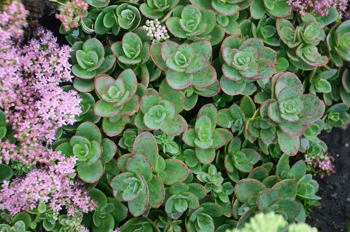 Sunsparkler® Lime Zinge - Sedum hybrid from All Seasons Nursery Sunsparkler® Lime Zinge - Sedum hybrid from All Seasons Nursery