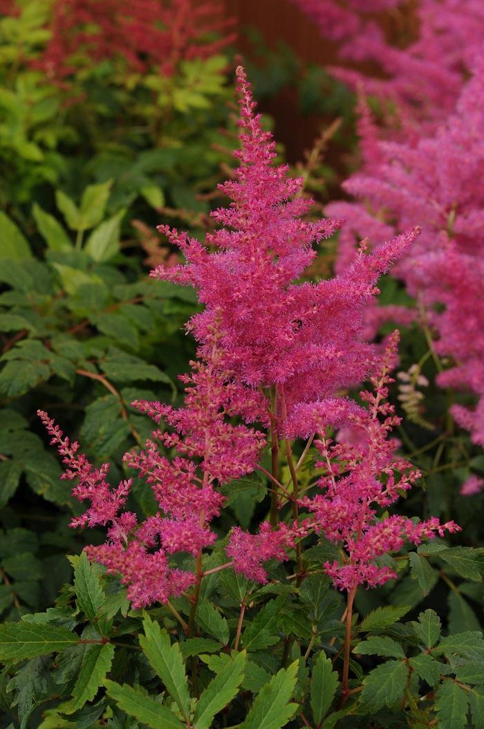 False Spirea - Astilbe 'Younique Lilac' from All Seasons Nursery