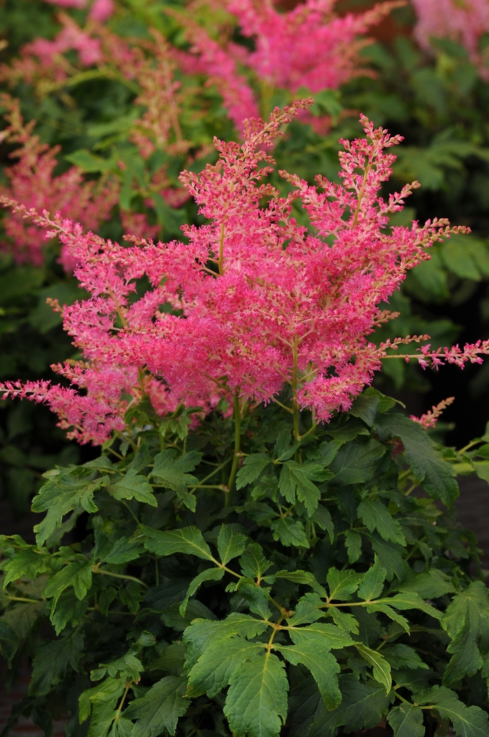 Younique™ Cerise Astilbe - Astilbe 'Younique™ Cerise' from All Seasons Nursery Younique™ Cerise Astilbe - Astilbe 'Younique™ Cerise' from All Seasons Nursery