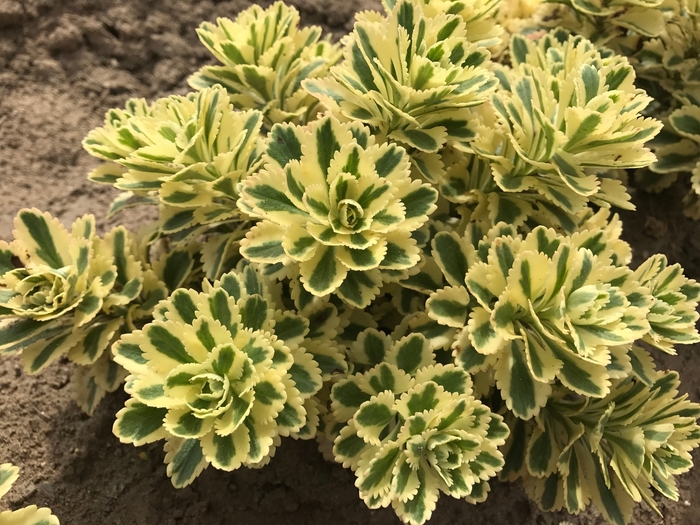 Atlantis Sedum - Sedum takesimense 'Atlantis' from All Seasons Nursery Atlantis Sedum - Sedum takesimense 'Atlantis' from All Seasons Nursery