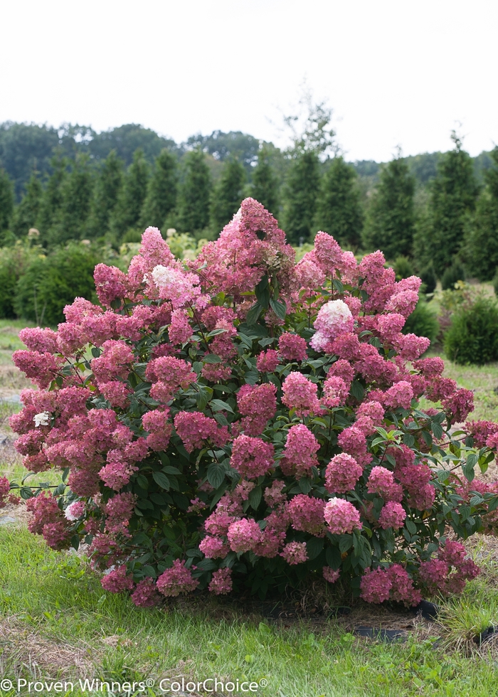 Fire Light® - Hydrangea paniculata from All Seasons Nursery Fire Light® - Hydrangea paniculata from All Seasons Nursery