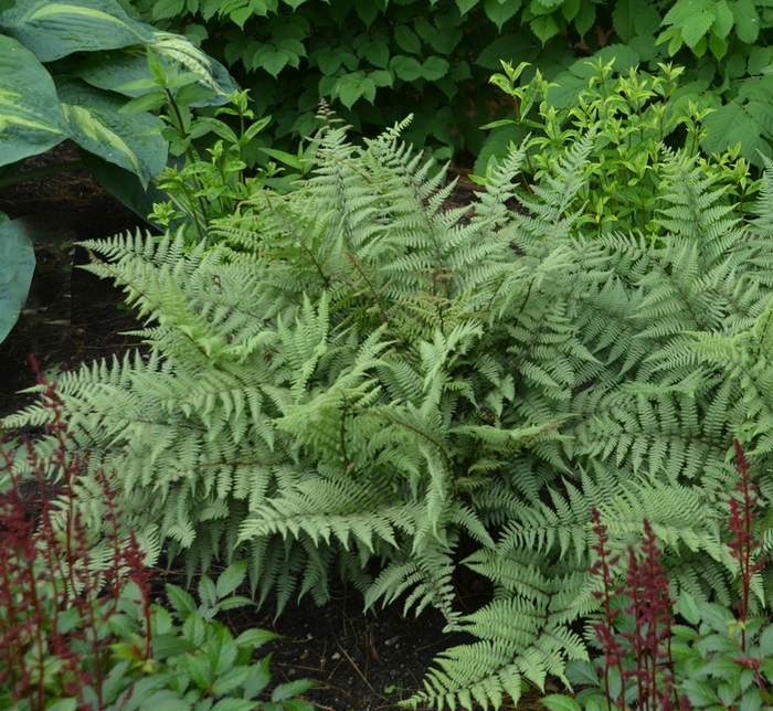 'Ghost' - Athyrium hybrid from All Seasons Nursery 'Ghost' - Athyrium hybrid from All Seasons Nursery