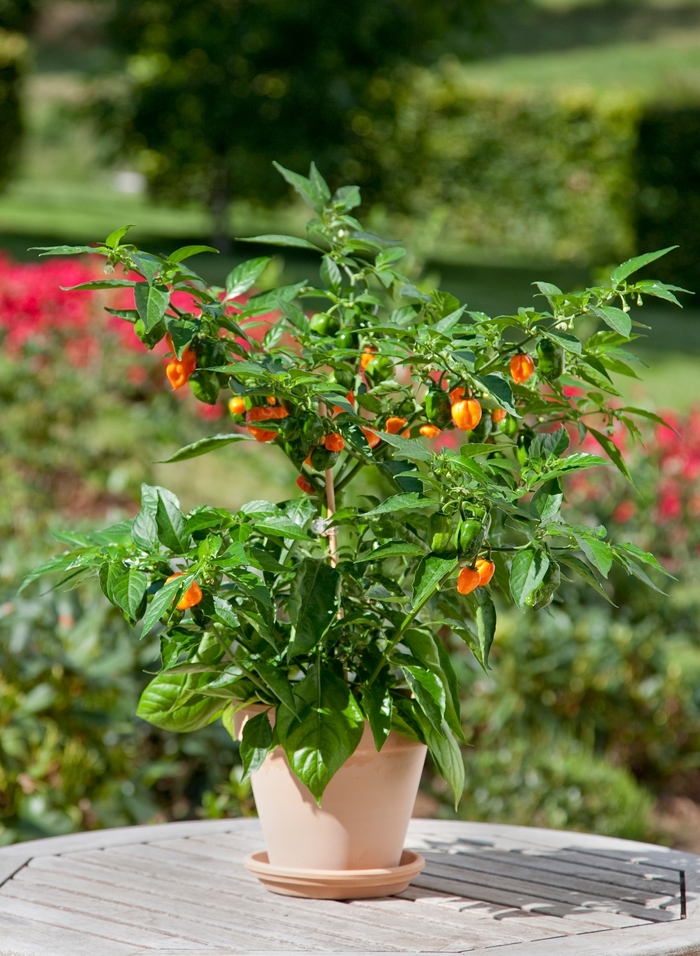 Habanero Pepper - Capsicum 'Habanero' from All Seasons Nursery Habanero Pepper - Capsicum 'Habanero' from All Seasons Nursery