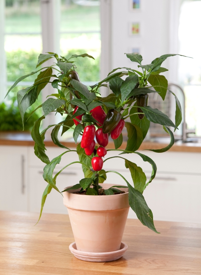 Jalapeño Pepper - Capsicum annuum 'Jalapeño' from All Seasons Nursery Jalapeño Pepper - Capsicum annuum 'Jalapeño' from All Seasons Nursery