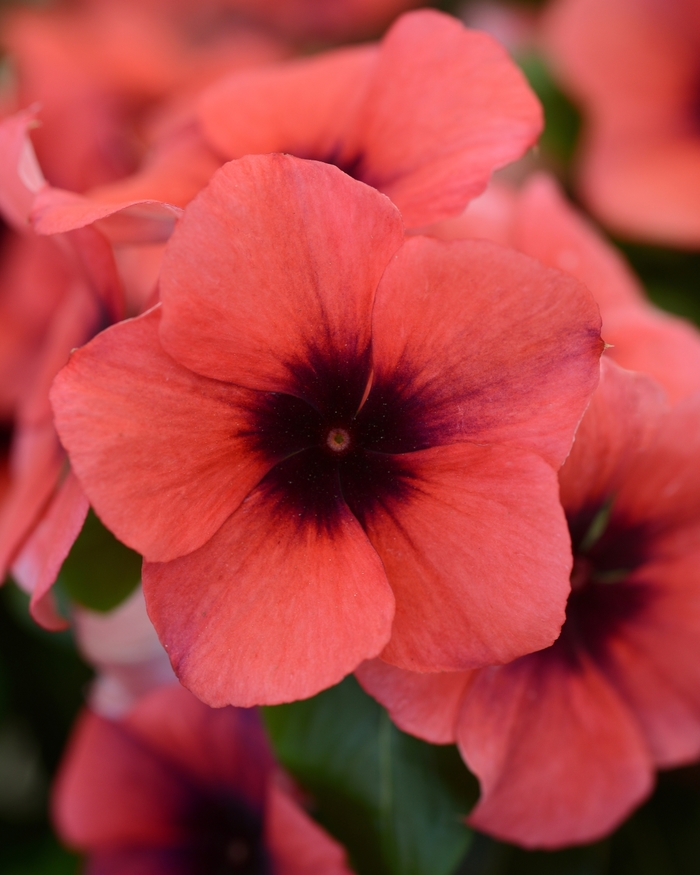 Periwinkle - Catharanthus roseus 'Tattoo Papaya' from All Seasons Nursery Periwinkle - Catharanthus roseus 'Tattoo Papaya' from All Seasons Nursery