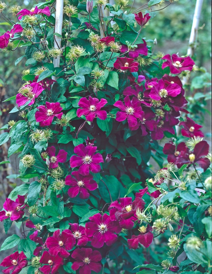 Clematis - Ask about available varieties from All Seasons Nursery