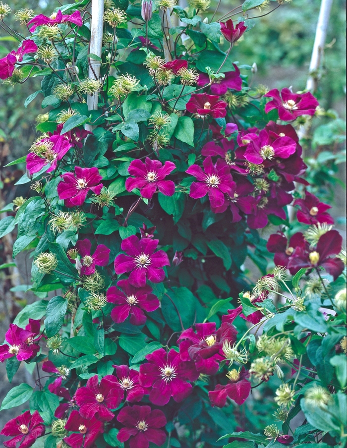 Clematis - Ask about available varieties from All Seasons Nursery Clematis - Ask about available varieties from All Seasons Nursery
