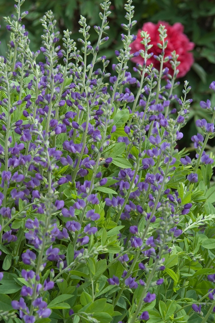 Blue False Indigo - Baptisia australis from All Seasons Nursery Blue False Indigo - Baptisia australis from All Seasons Nursery