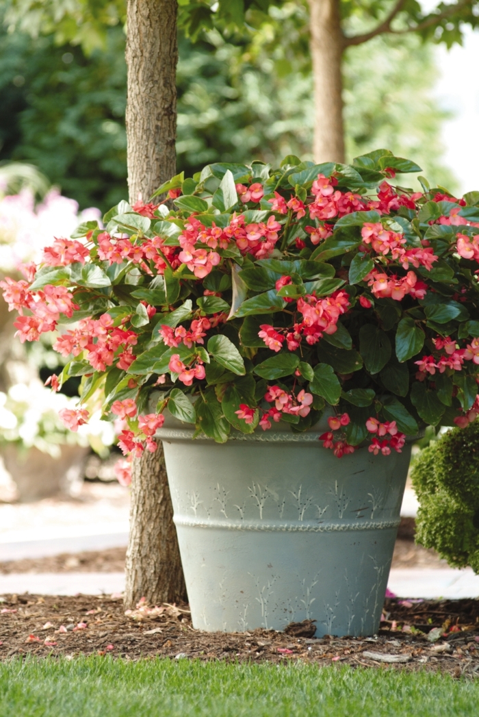 Dragon Wing® Pink Begonia - Begonia x hybrida from All Seasons Nursery Dragon Wing® Pink Begonia - Begonia x hybrida from All Seasons Nursery
