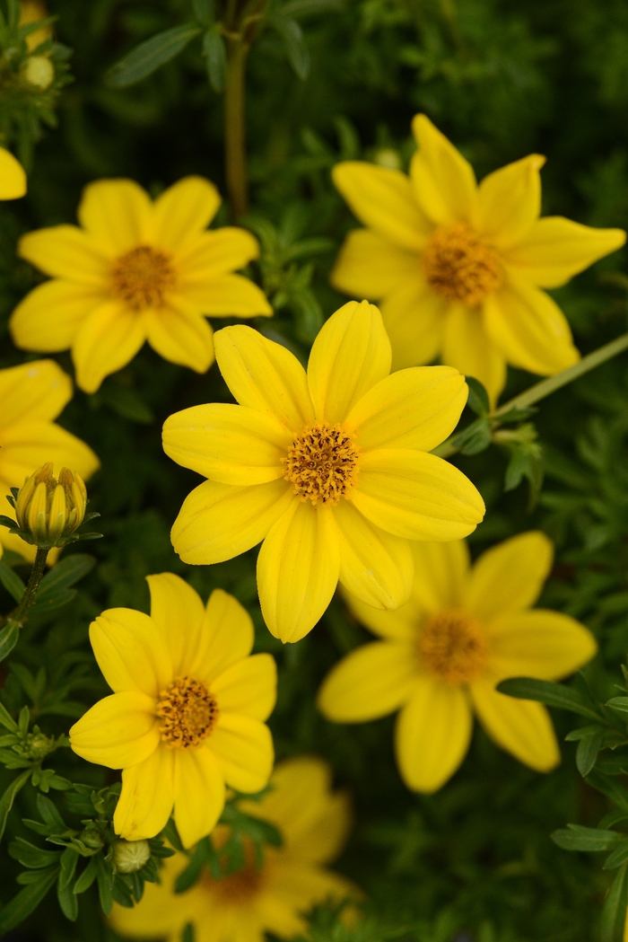 Namid™ Compact Yellow Bidens - Bidens ferulifolia from All Seasons Nursery Namid™ Compact Yellow Bidens - Bidens ferulifolia from All Seasons Nursery