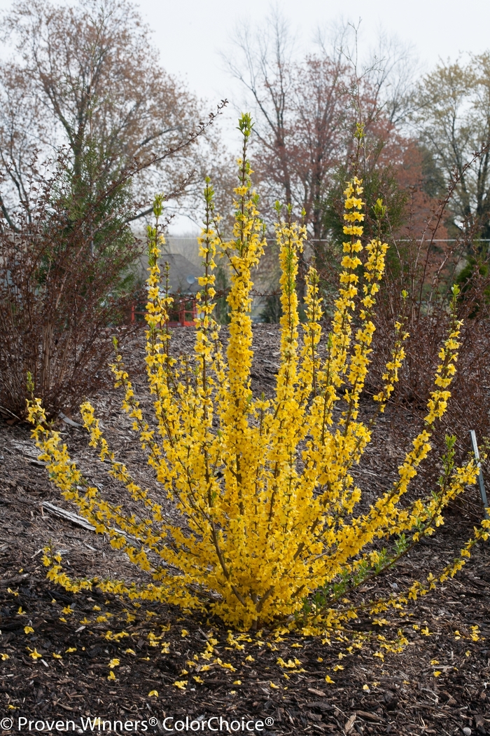Show Off Starlet® - Forsythia x from All Seasons Nursery Show Off Starlet® - Forsythia x from All Seasons Nursery