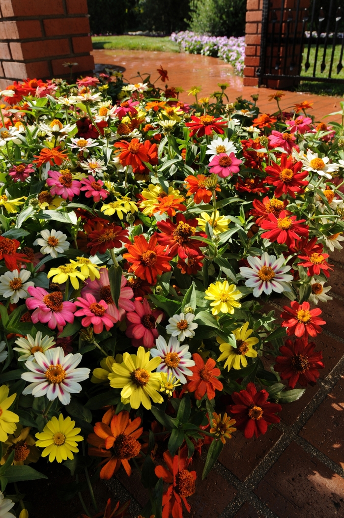 Double Zinnia Mix - Zinnia marylandica 'Double Zahara Mix' from All Seasons Nursery Double Zinnia Mix - Zinnia marylandica 'Double Zahara Mix' from All Seasons Nursery