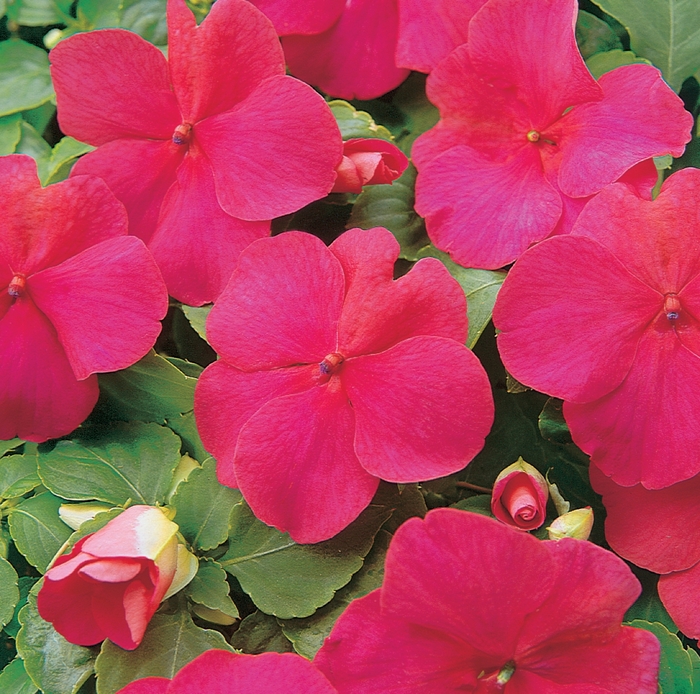 Impatiens Deep Pink Impatiens All Seasons Nursery