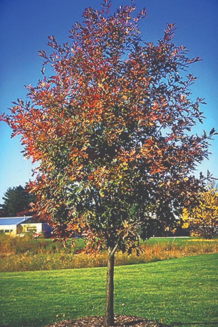 Northern Red Oak - Quercus rubra from All Seasons Nursery Northern Red Oak - Quercus rubra from All Seasons Nursery