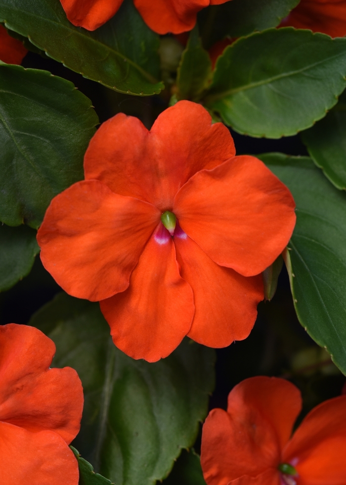 Impatiens - Impatiens Orange from All Seasons Nursery Impatiens - Impatiens Orange from All Seasons Nursery