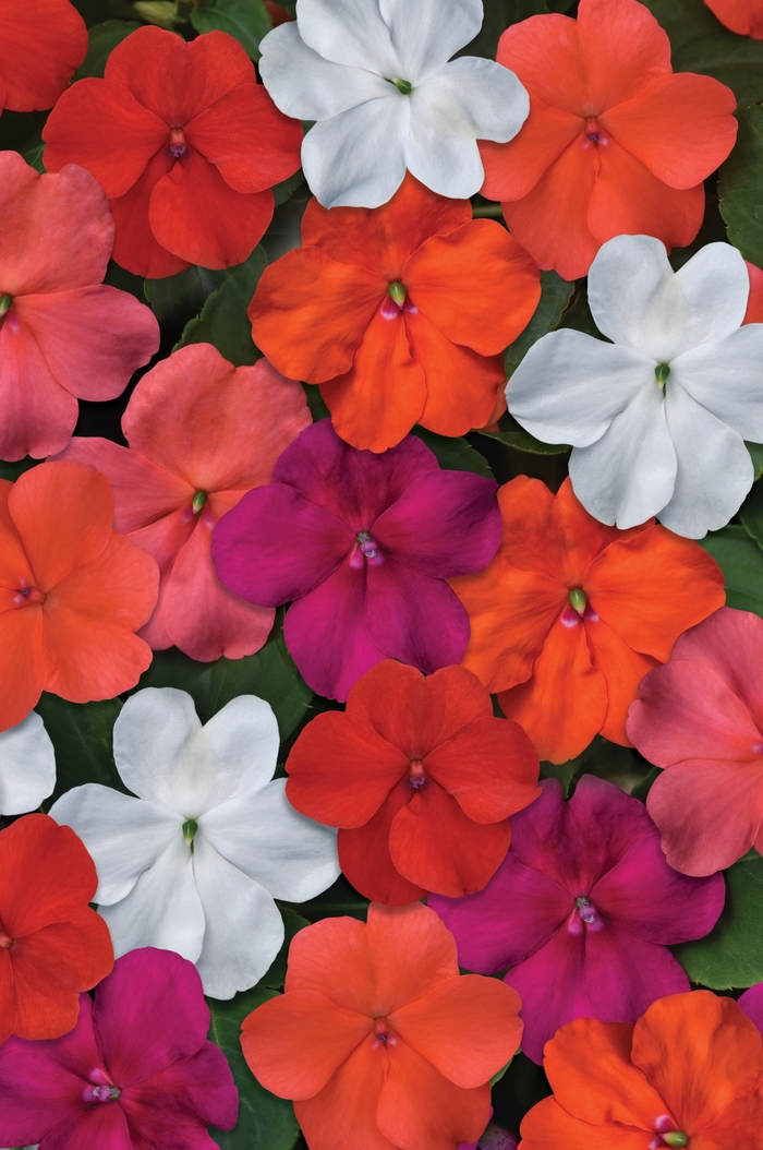 Impatiens Beacon™ - Impatiens Mix from All Seasons Nursery Impatiens Beacon™ - Impatiens Mix from All Seasons Nursery