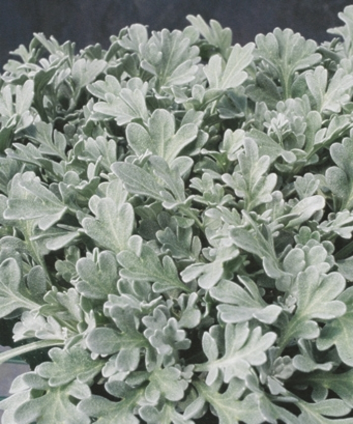 Silver Cascade® - Artemisia stelleriana from All Seasons Nursery Silver Cascade® - Artemisia stelleriana from All Seasons Nursery
