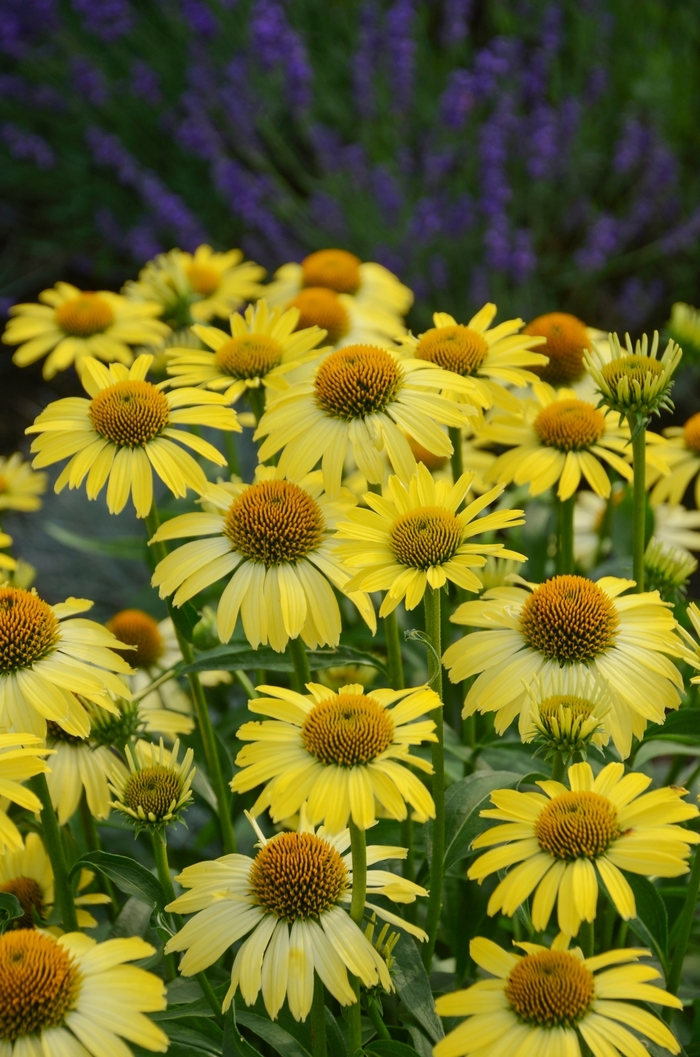 Butterfly 'Cleopatra' - Echinacea from All Seasons Nursery