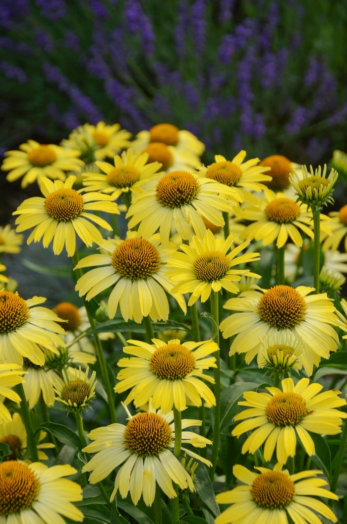 Butterfly 'Cleopatra' - Echinacea from All Seasons Nursery Butterfly 'Cleopatra' - Echinacea from All Seasons Nursery