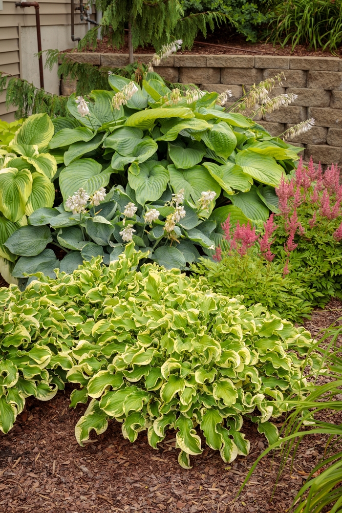 Shadowland® 'Empress Wu' - Hosta hybrid from All Seasons Nursery Shadowland® 'Empress Wu' - Hosta hybrid from All Seasons Nursery