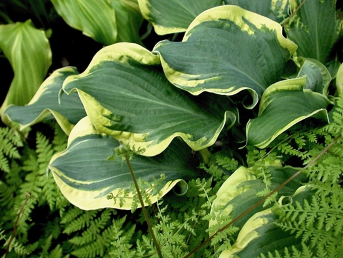 Shadowland® Wheee!' - Hosta hybrid from All Seasons Nursery Shadowland® Wheee!' - Hosta hybrid from All Seasons Nursery