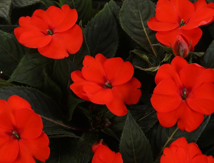 SunPatiens® Tropical Orange - Impatiens x hybrida from All Seasons Nursery SunPatiens® Tropical Orange - Impatiens x hybrida from All Seasons Nursery