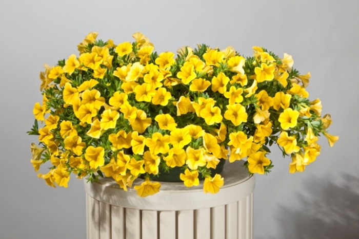 Cruze™ Yellow - Calibrachoa hybrid from All Seasons Nursery Cruze™ Yellow - Calibrachoa hybrid from All Seasons Nursery