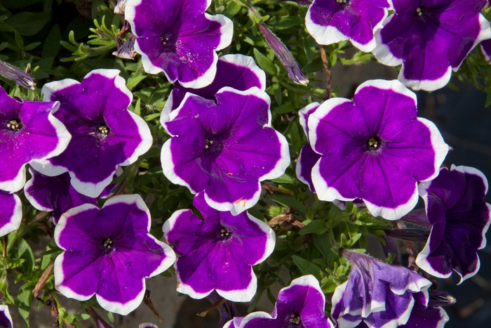 Headliner™ Violet Picotee - Petunia x hybrida from All Seasons Nursery