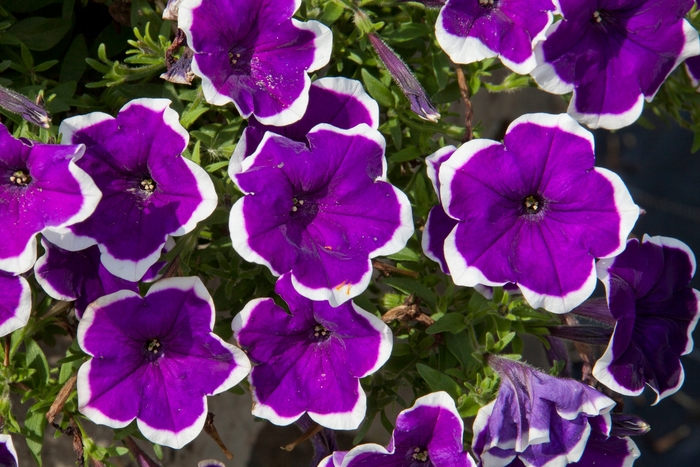 Headliner™ Violet Picotee - Petunia x hybrida from All Seasons Nursery Headliner™ Violet Picotee - Petunia x hybrida from All Seasons Nursery