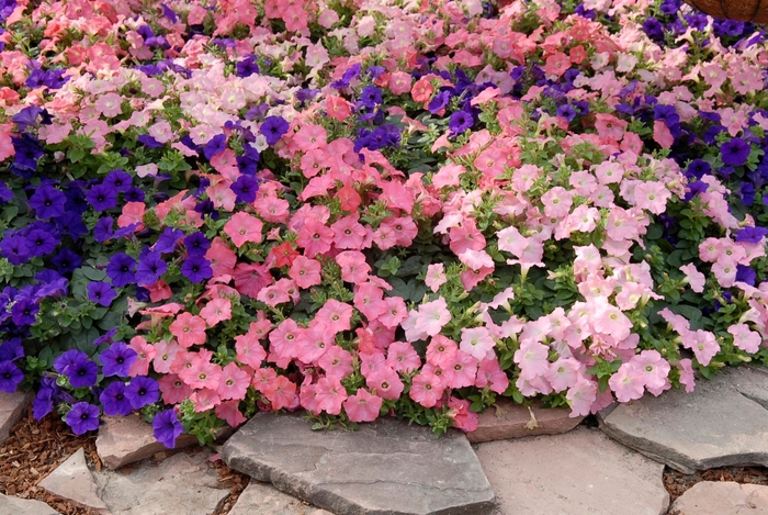 Easy Wave® Beachcomber Mix - Petunia hybrid from All Seasons Nursery Easy Wave® Beachcomber Mix - Petunia hybrid from All Seasons Nursery