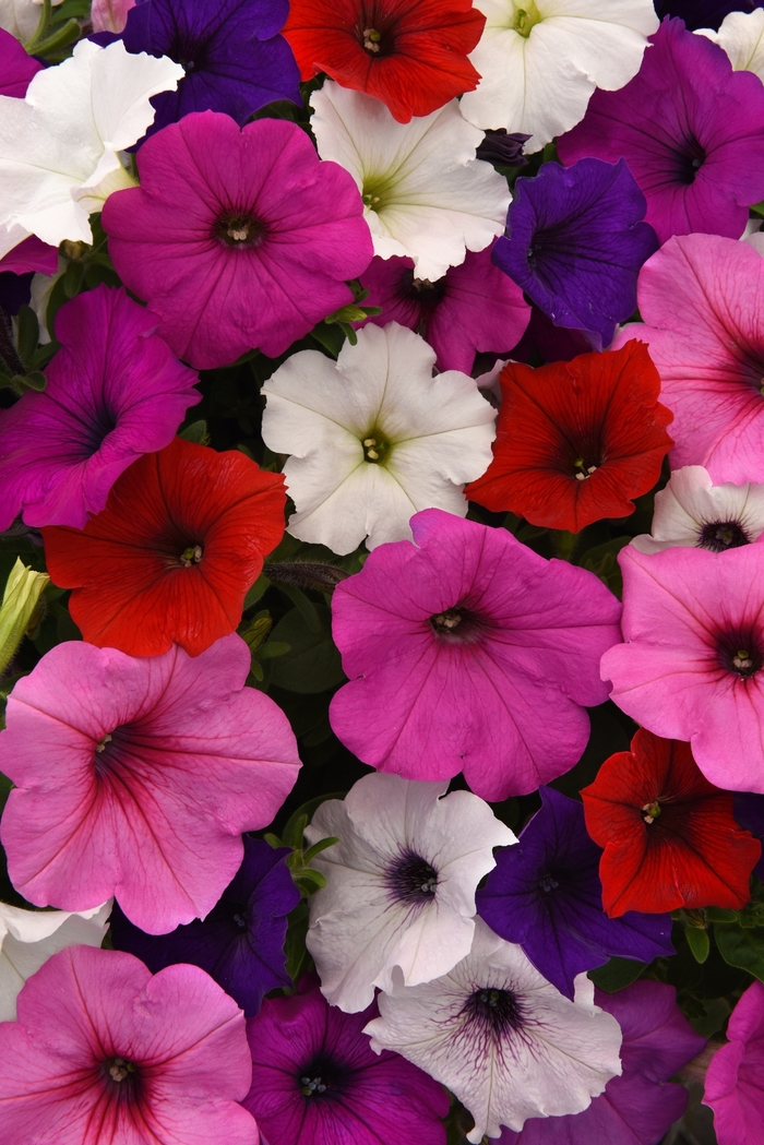Easy Wave® Formula Mix - Petunia hybrid from All Seasons Nursery Easy Wave® Formula Mix - Petunia hybrid from All Seasons Nursery