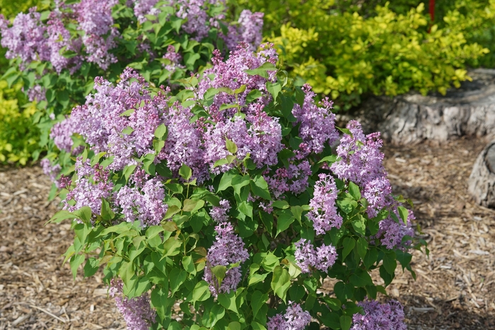 Scentara Pura® - Syringa x hyacinthiflora from All Seasons Nursery