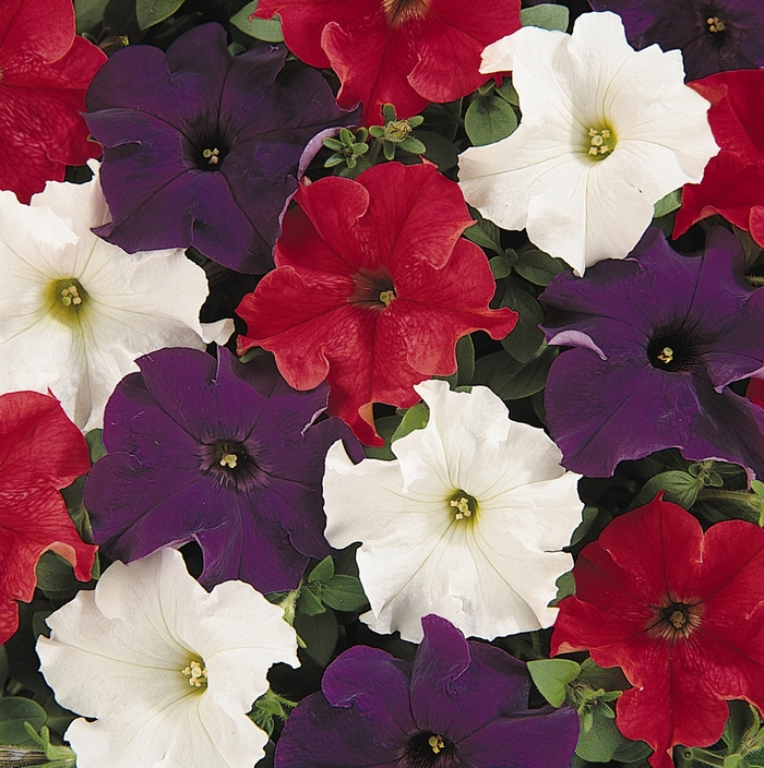 Dreams™ Patriot Mix - Petunia x hybrida from All Seasons Nursery Dreams™ Patriot Mix - Petunia x hybrida from All Seasons Nursery