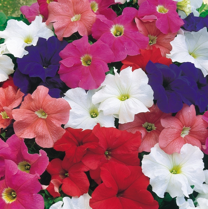 Celebrity Mix - Petunia x hybrida from All Seasons Nursery Celebrity Mix - Petunia x hybrida from All Seasons Nursery