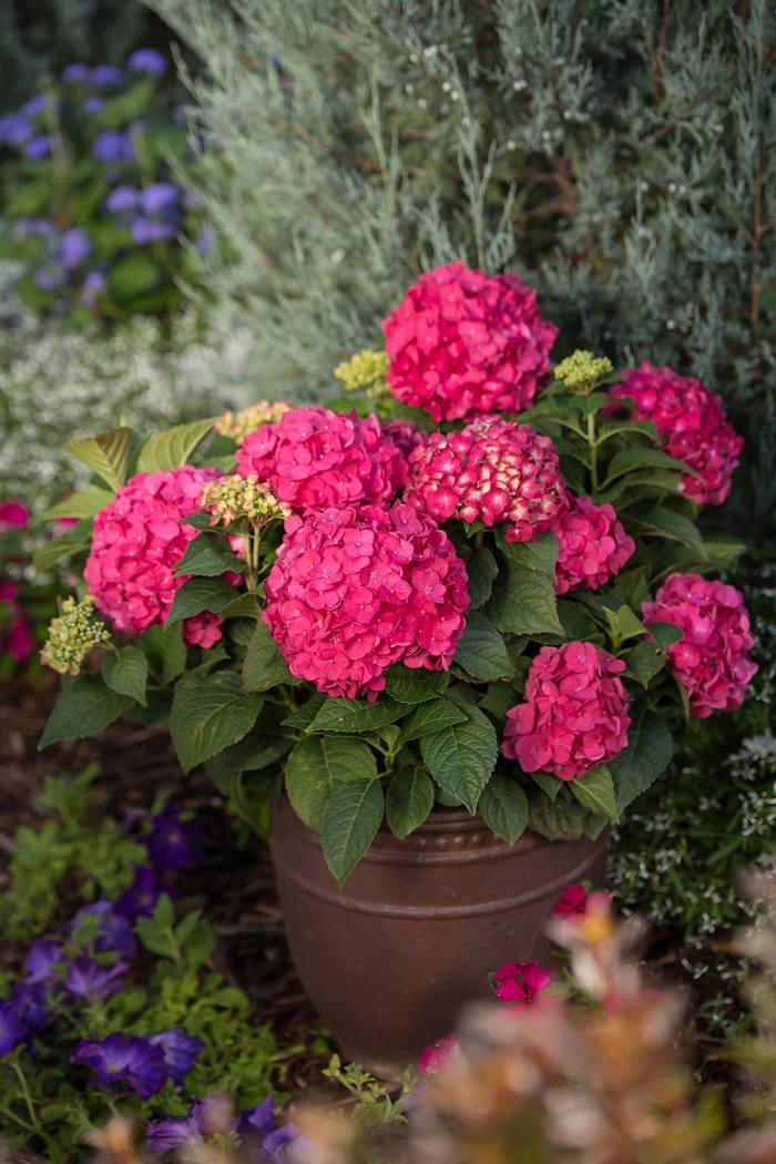 Summer Crush® - Hydrangea macrophylla from All Seasons Nursery Summer Crush® - Hydrangea macrophylla from All Seasons Nursery