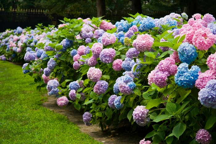 The Original® - Hydrangea macrophylla 'BAILMACFIVE' from All Seasons Nursery The Original® - Hydrangea macrophylla 'BAILMACFIVE' from All Seasons Nursery
