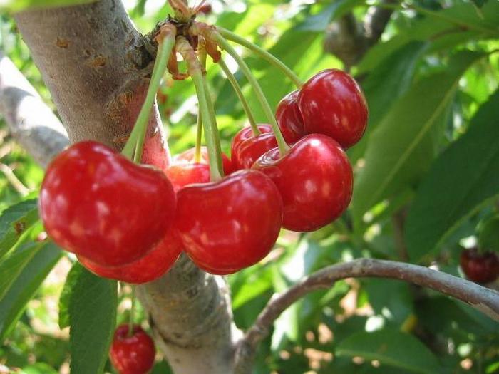 BING CHERRY - PRUNUS AVIUM from All Seasons Nursery BING CHERRY - PRUNUS AVIUM from All Seasons Nursery