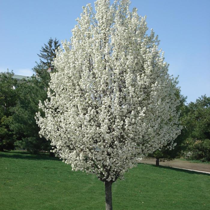 Pyrus calleryana 