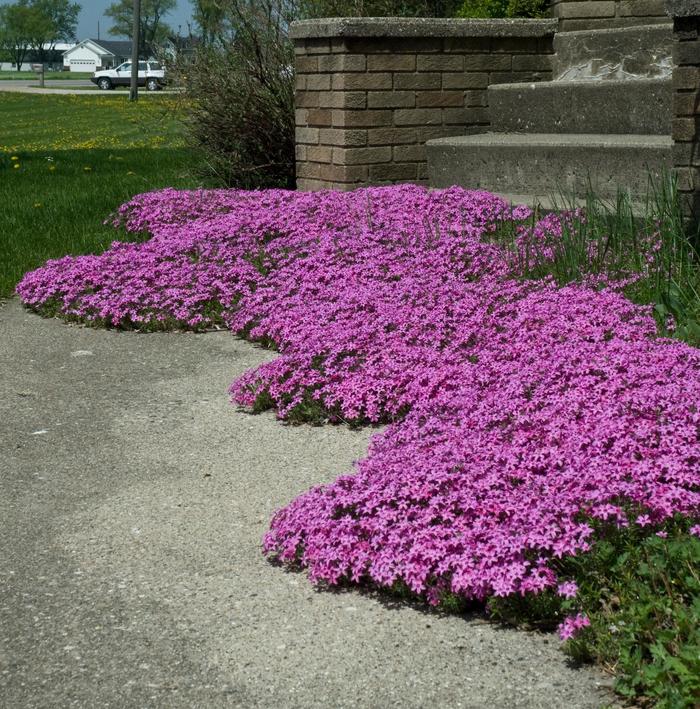 Moss Phlox - Phlox subulata 'Red Wing' from All Seasons Nursery Moss Phlox - Phlox subulata 'Red Wing' from All Seasons Nursery