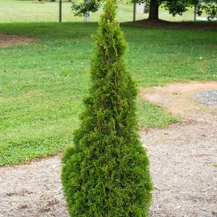 Emerald Squeeze™ Arborvitae - Thuja occidentalis 'Lilshreckthu' PP33785 from All Seasons Nursery Emerald Squeeze™ Arborvitae - Thuja occidentalis 'Lilshreckthu' PP33785 from All Seasons Nursery