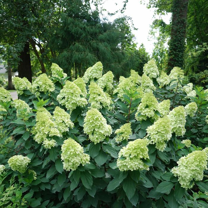 Limelight Prime® - Hydrangea paniculata from All Seasons Nursery