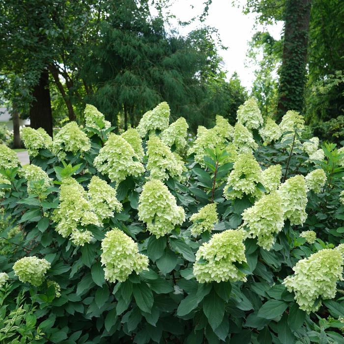 Limelight Prime® - Hydrangea paniculata from All Seasons Nursery Limelight Prime® - Hydrangea paniculata from All Seasons Nursery