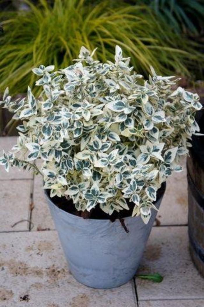Euonymus - Dan's Delight from All Seasons Nursery Euonymus - Dan's Delight from All Seasons Nursery