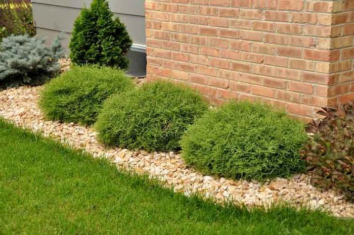 Mr. Bowling Ball Cedar - Cedar from All Seasons Nursery Mr. Bowling Ball Cedar - Cedar from All Seasons Nursery
