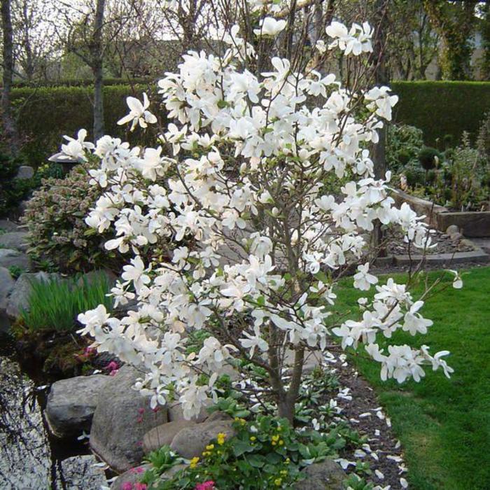 Royal Star Magnolia - from All Seasons Nursery