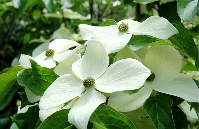 Flowering Dogwood - Cornus Flowering Dogwood - Cornus