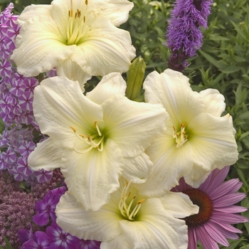 Hemerocallis 'Joan Senior' - Daylily-Designer