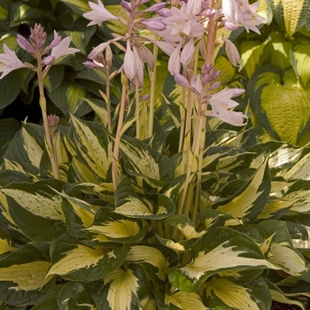 Hosta 'Revolution' - Plantain Lily