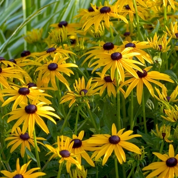 Rudbeckia fulgida - 'Goldsturm'